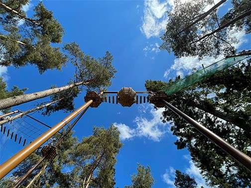 A walkway in the tall trees