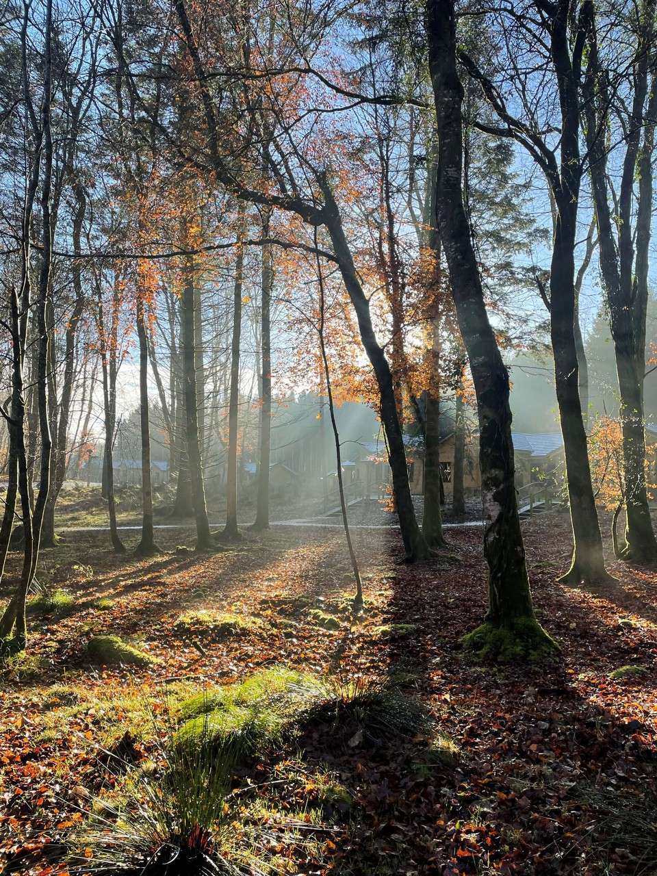 Sunlight creeping through the trees, illuminating lodges at Center Parcs