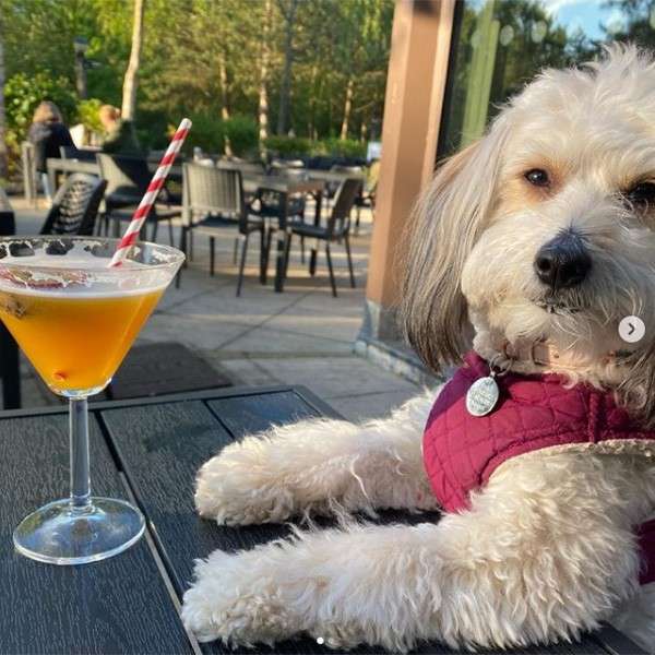 Small fluffy dog lounges with front paws on a patio table, facing camera. Yellow cocktail with striped straw beside it. Outdoor cafe setting with chairs, a couple people, and trees.