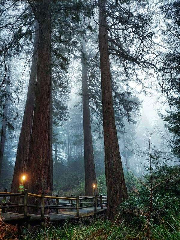 Giant Redwood trees in the forest.