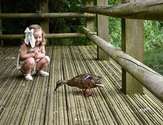 A small child watching a duck 