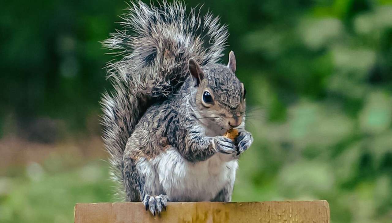 A grey squirrel holding a nut and eating it.