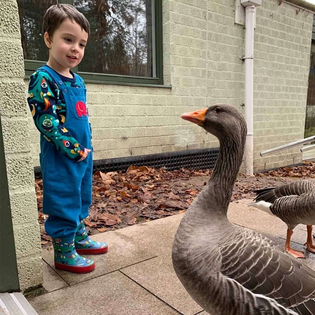 A boy looking at a Goose.