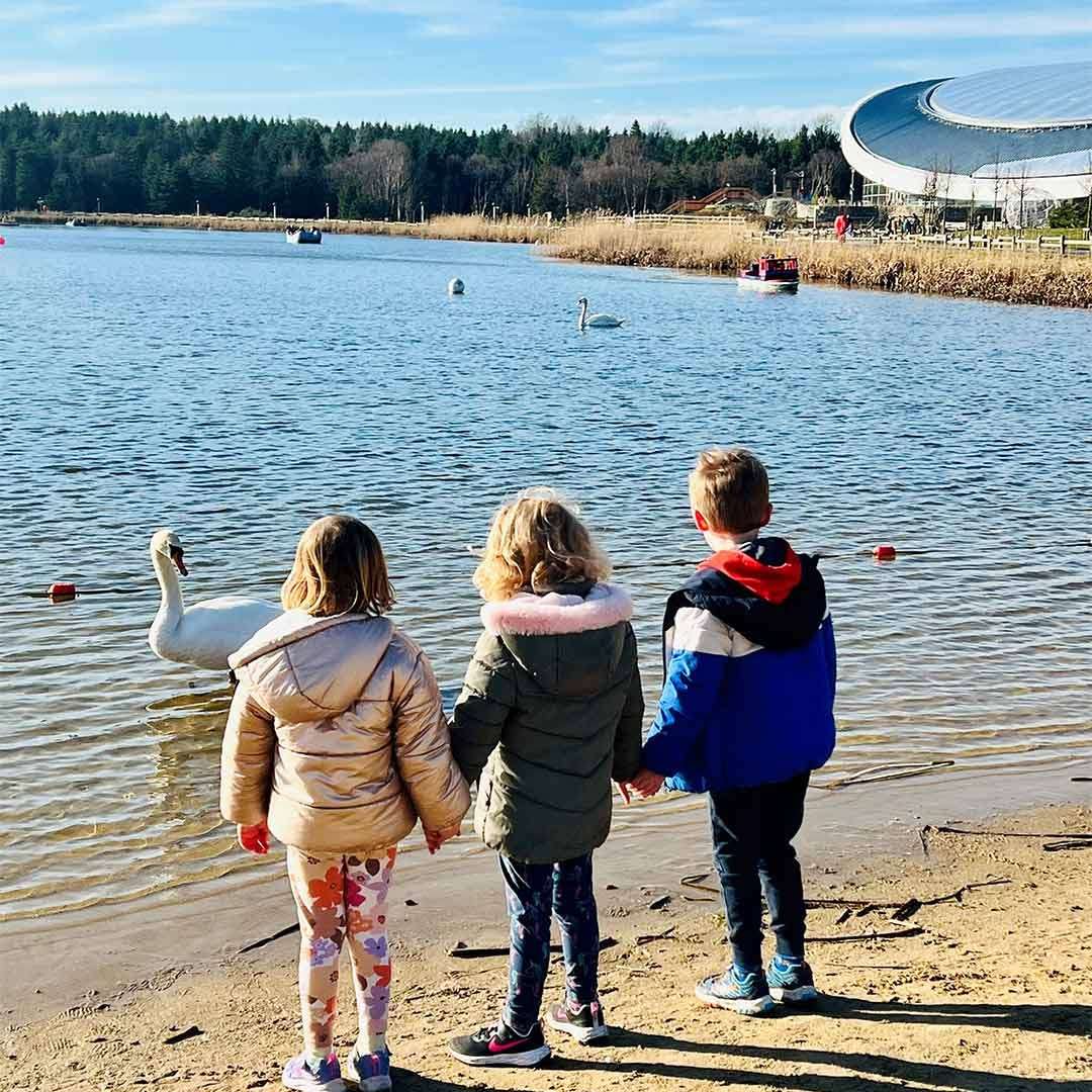 Children holding hands on the beach looking at swans in the lake.