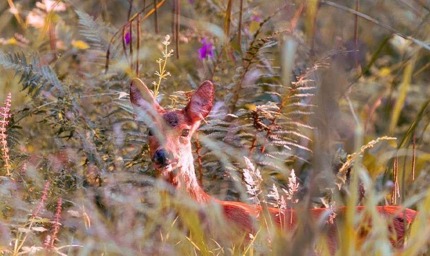 Deer peers alertly from behind tall grasses, ears upright. It stands partially concealed among ferns and wildflowers in a sunlit, dense meadow, with warm, filtered light creating soft, natural camouflage.