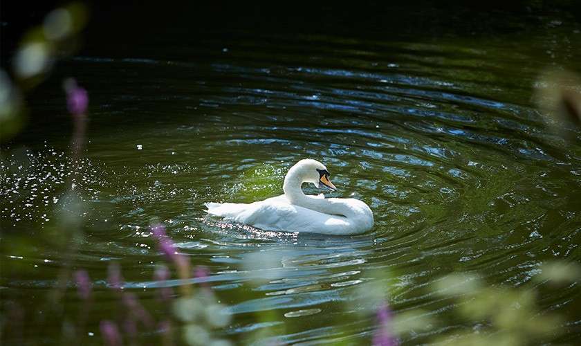 White swan glides and splashes, creating ripples on a dark green pond, surrounded by blurred foliage and purple flowers in the foreground under dappled sunlight.
