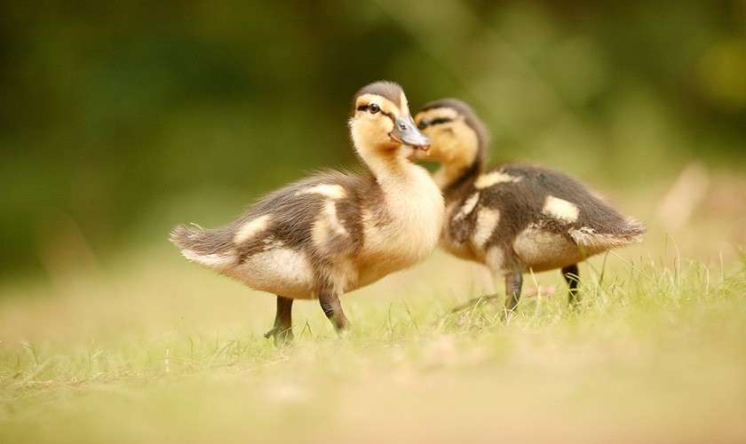 Ducklings