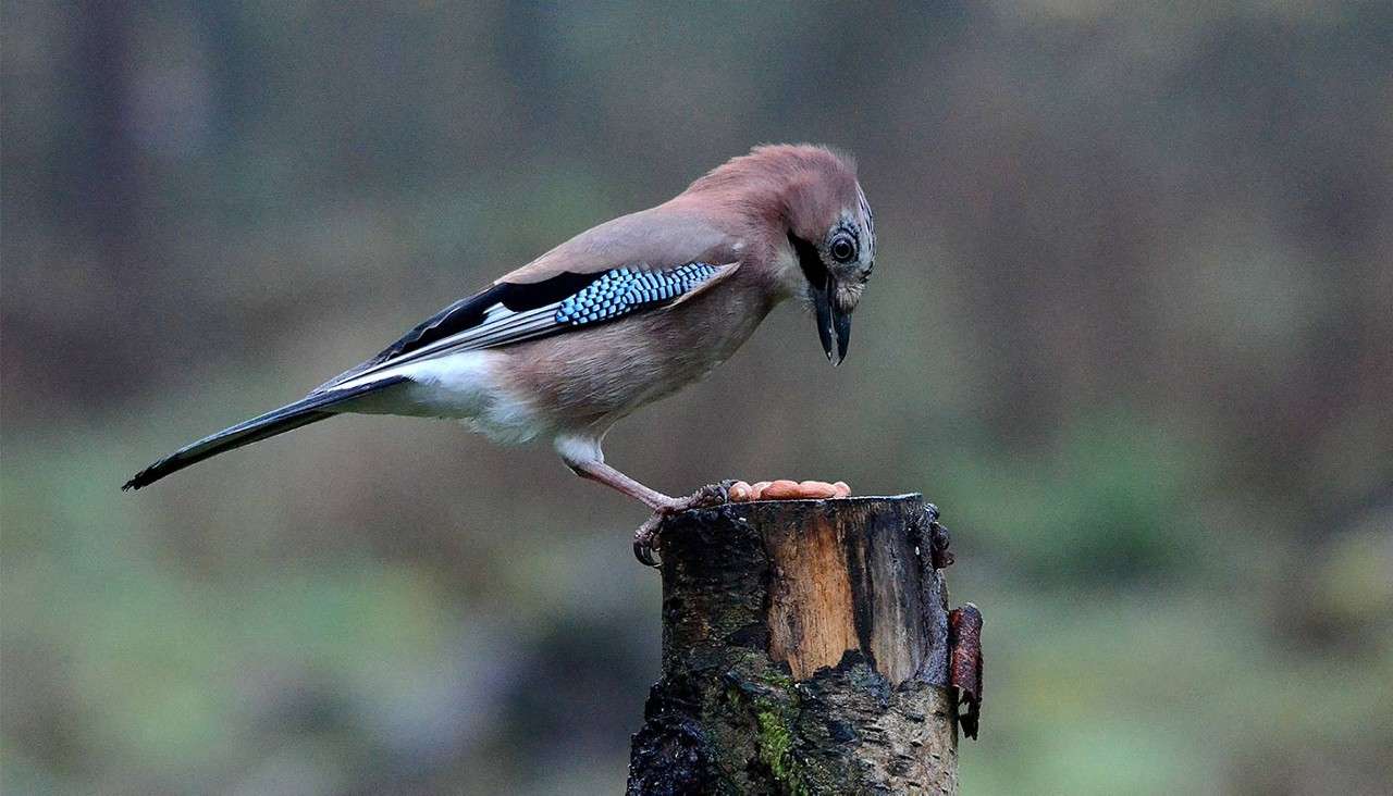 A Jay on a wooden post.