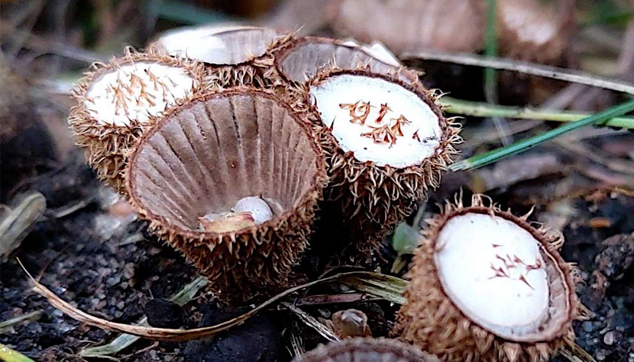 Birds Nest Fungi.