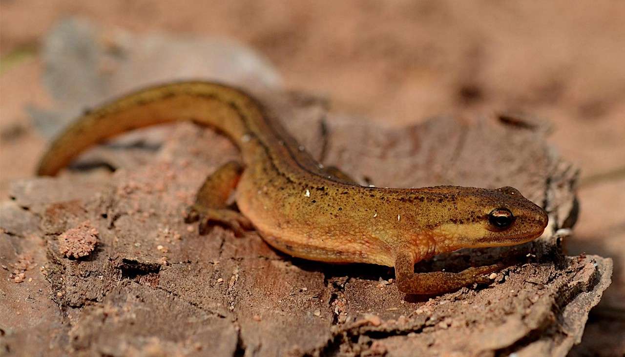 Small brown newt crawls across rough, cracked tree bark, tail curved and body speckled, in a dry, sunlit outdoor setting with blurred earthy background.