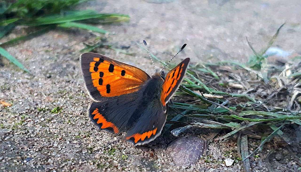 Small Copper butterfly.