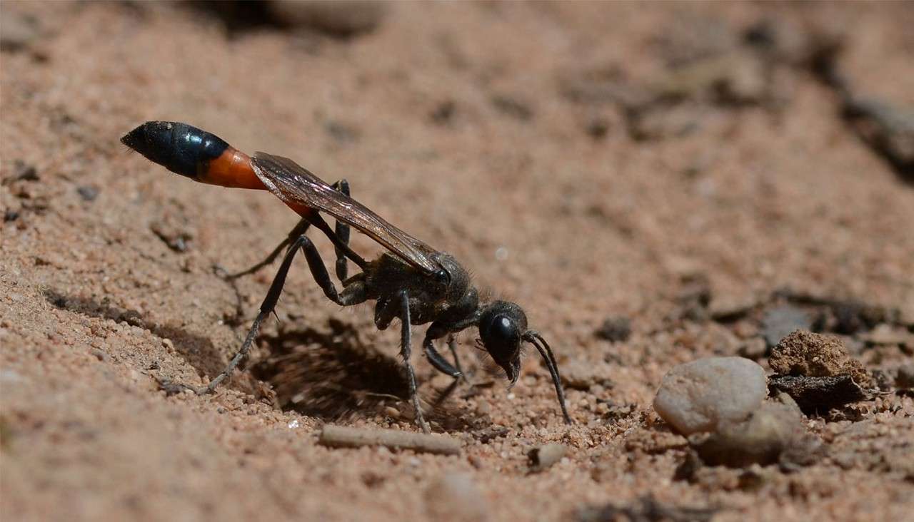 Red Banded Sand Wasp.