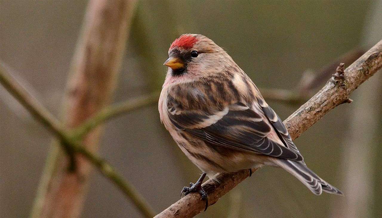 Lesser Redpoll bird perched on a tree branch.