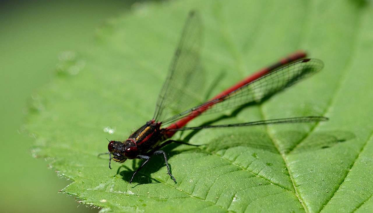 Red damselfly rests with wings closed along its body, gripping a textured green leaf; sunlight highlights its slender abdomen and veined wings against a soft, blurred green background.