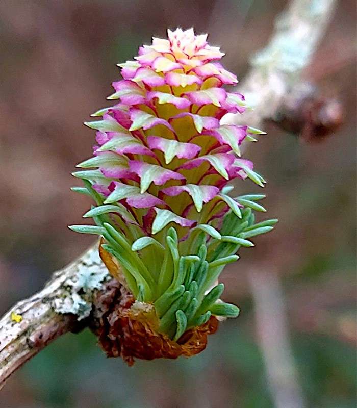 Larch Cone.