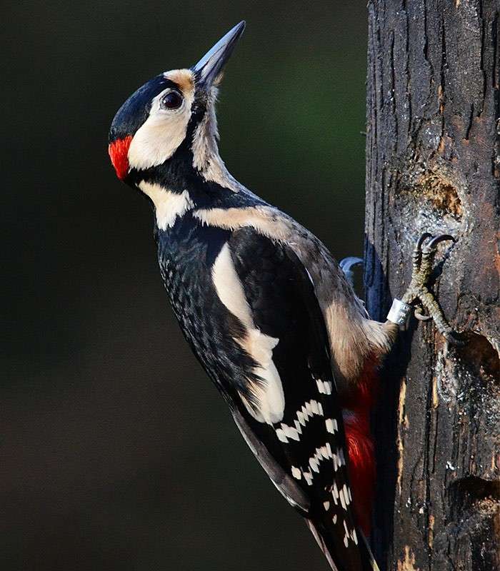 A black, white, and red woodpecker grips a tree trunk, tilting its head and probing bark with its beak; claws and tail brace against the wood, blurred forest background behind.
