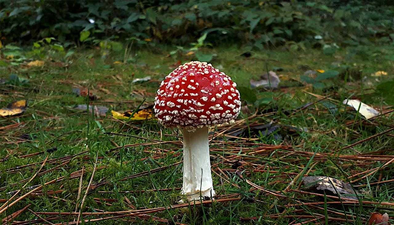 Fly Agaric mushroom.