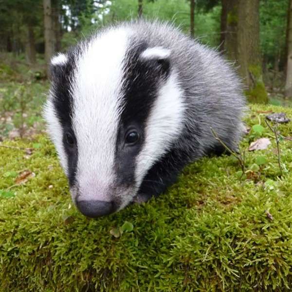 A badger.