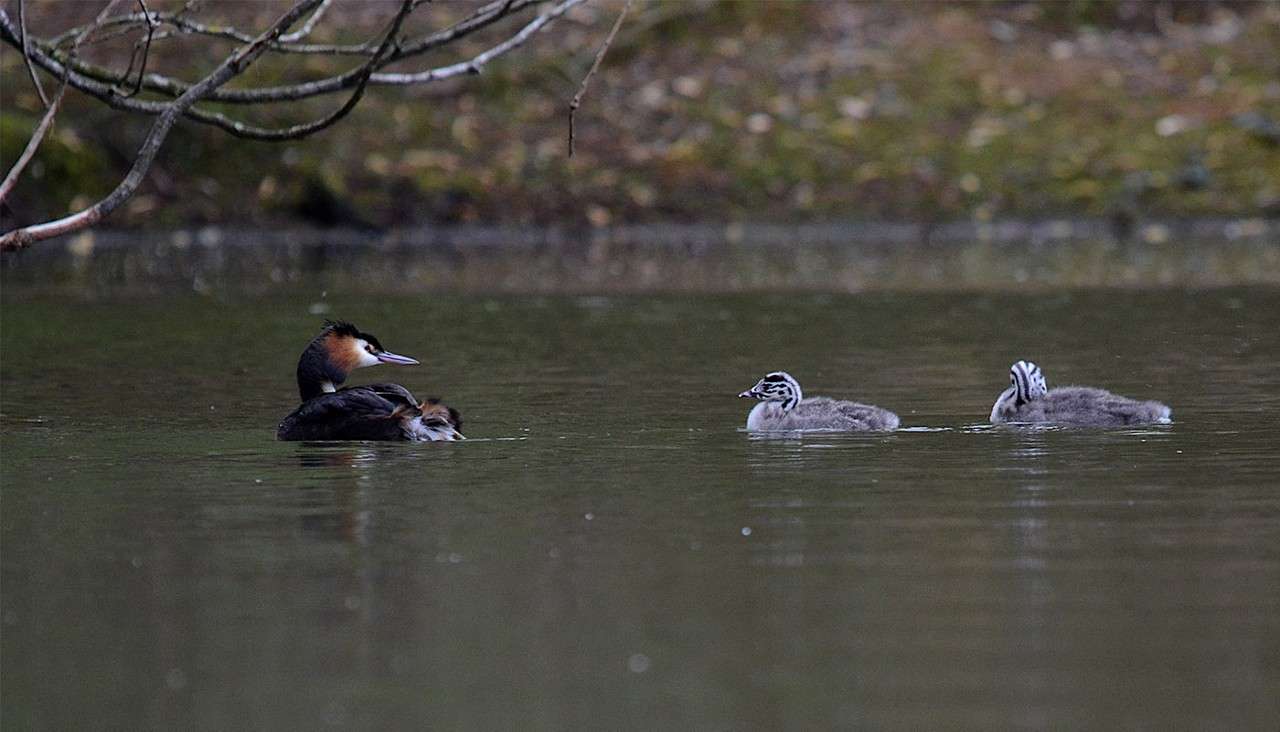 Great Crested Grebe with young on the lake.