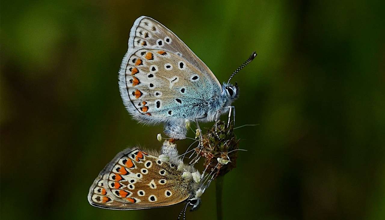 Common Blue Butterfly.