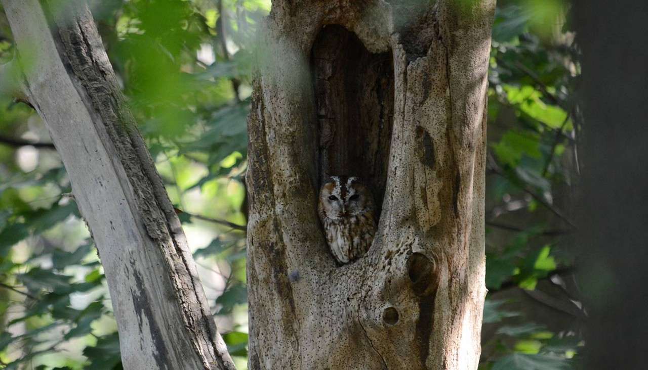 Owl peeks from a vertical tree hollow, sitting still and watching. Surrounding leafy forest provides dappled light and natural camouflage, with rough bark textures and blurred branches framing the scene.