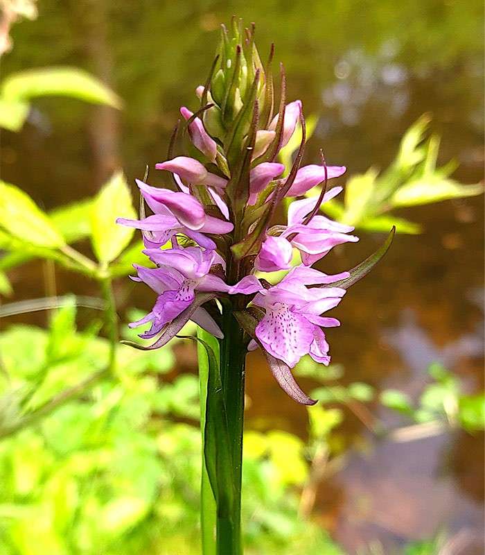 Pink-lilac orchid spike blooms upright, petals layered around a green stem, speckled throats visible, against blurred sunlit foliage near water, suggesting a wetland or pond edge.