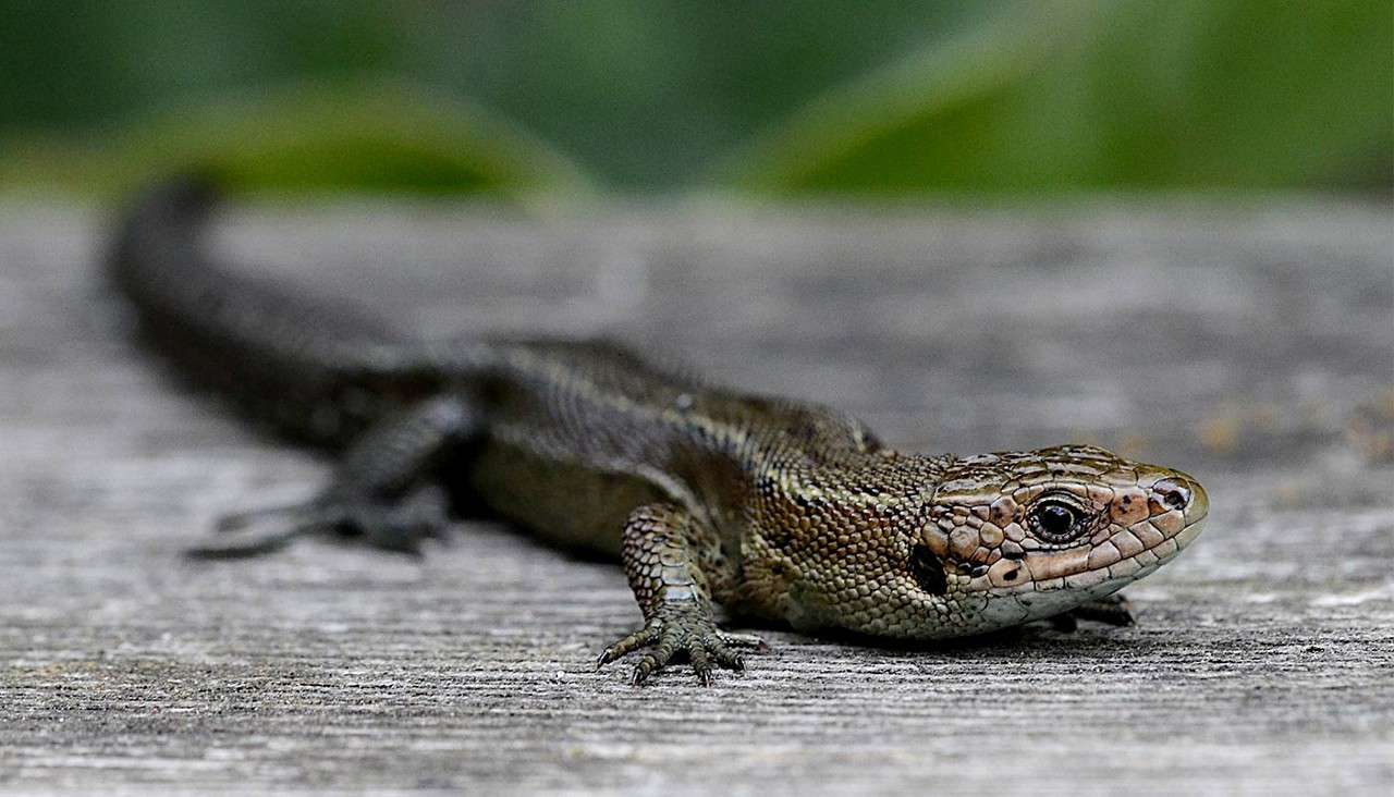 Common Lizard.