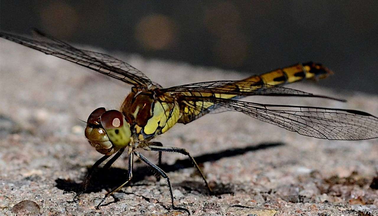 Common Darter.