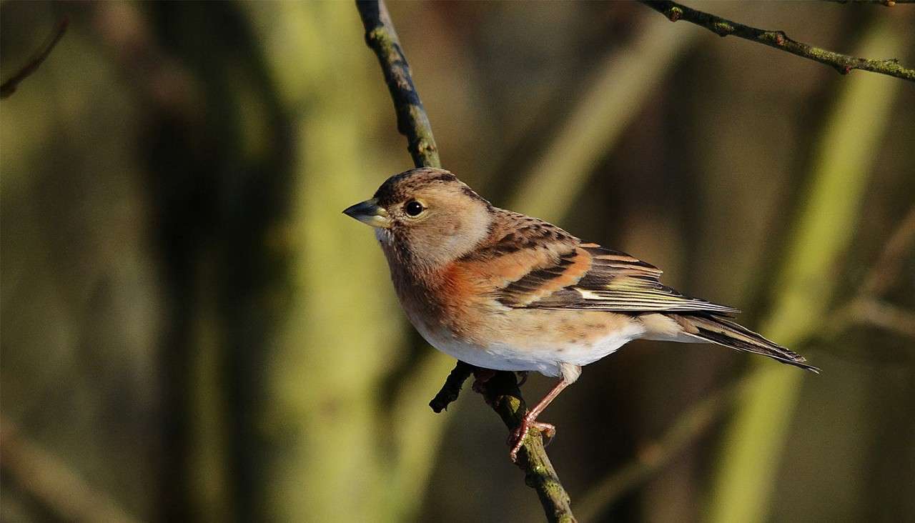 Small songbird perches, facing left, gripping a thin branch; it rests with a conical beak, orange-buff breast, white belly, and streaked brown wings, against a sunlit, blurred woodland background.