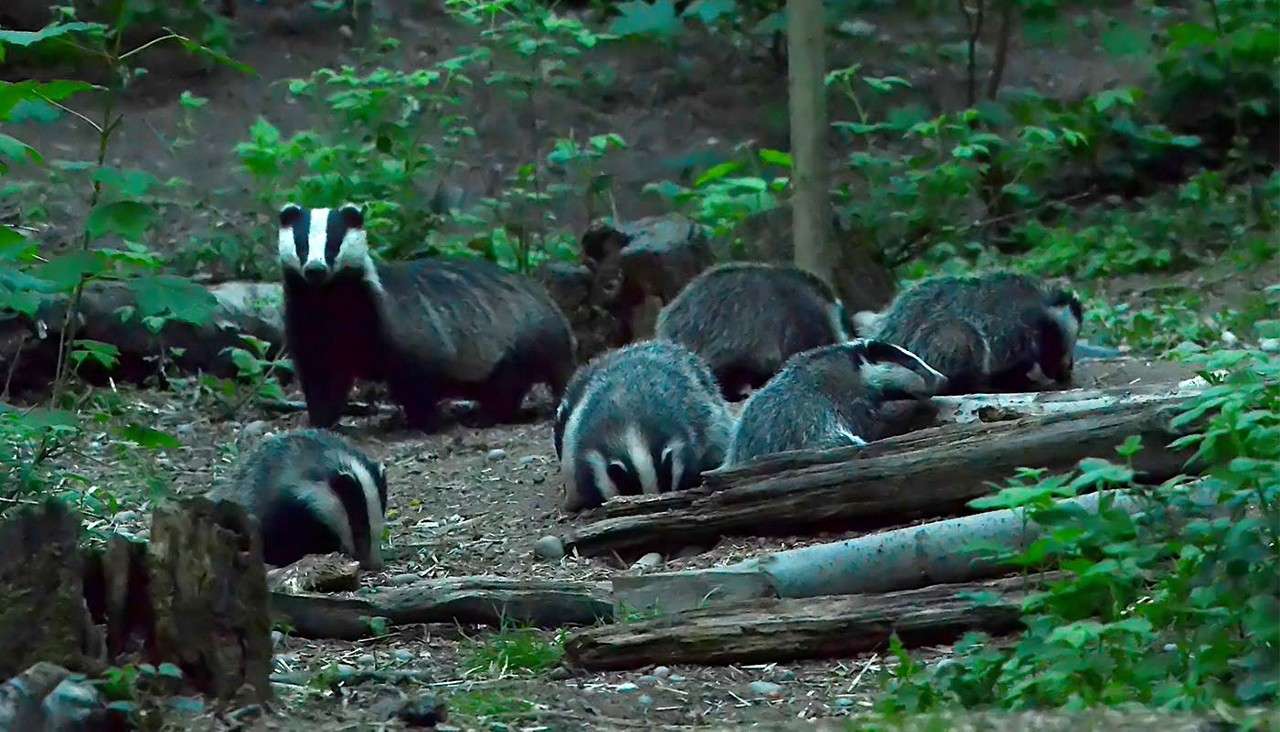 Badgers forage and sniff among fallen logs on a forest floor, while one stands alert; leafy undergrowth and trees surround them in dim natural light.