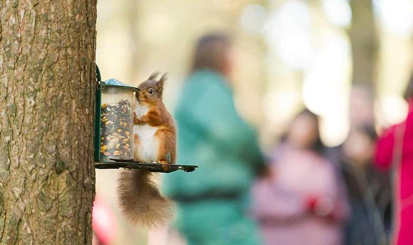 Red squirrel grips a seed-filled feeder and nibbles, perched on a tree trunk; blurred people stand in the background of a sunlit park or forest.