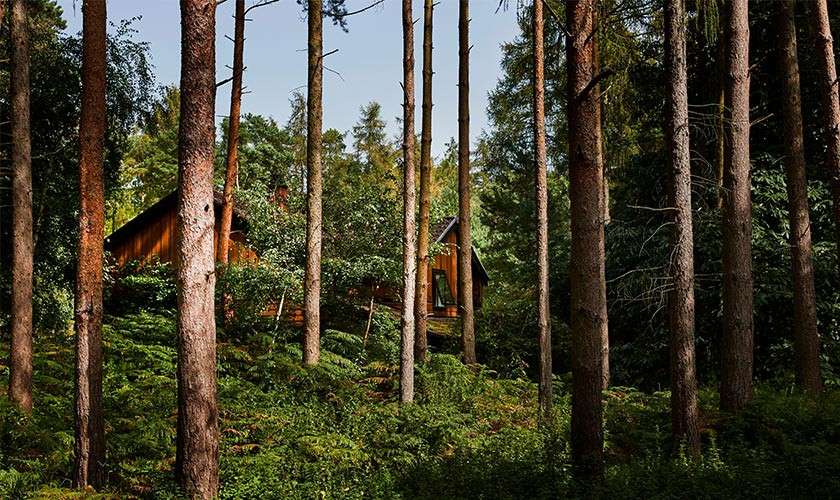 Wooden cabins sit partially hidden, peeking through tall pine trunks, surrounded by dense green undergrowth and ferns, as sunlight filters through the forest canopy on a calm, clear day.