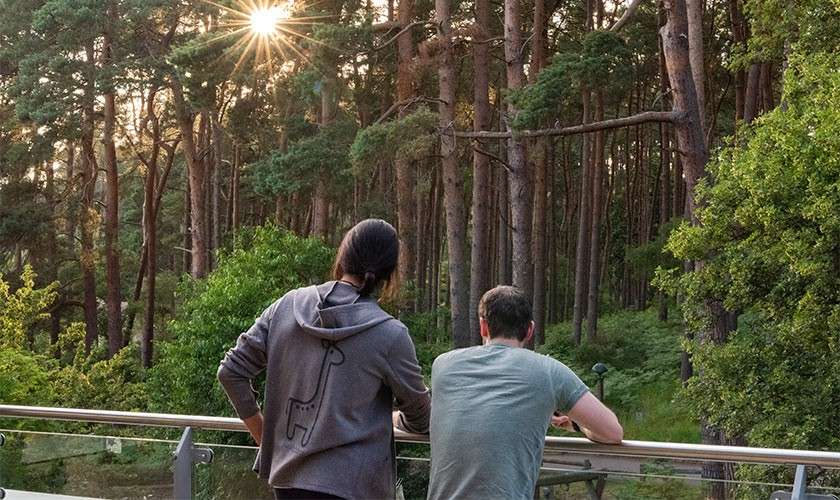 Two people lean on a glass balcony railing, gazing into a dense pine forest as the low sun flares through the trees, surrounding them with green foliage and tall trunks.