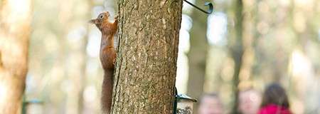Red Squirrel Family Adventure