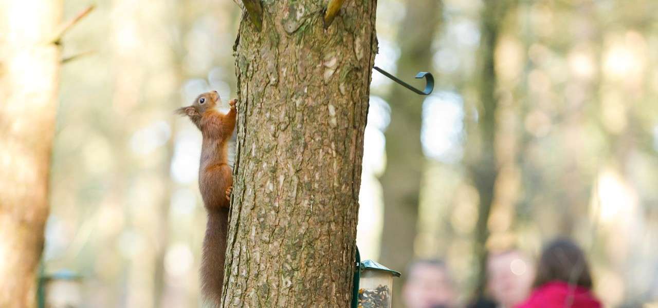A Red Squirrel Family Adventure