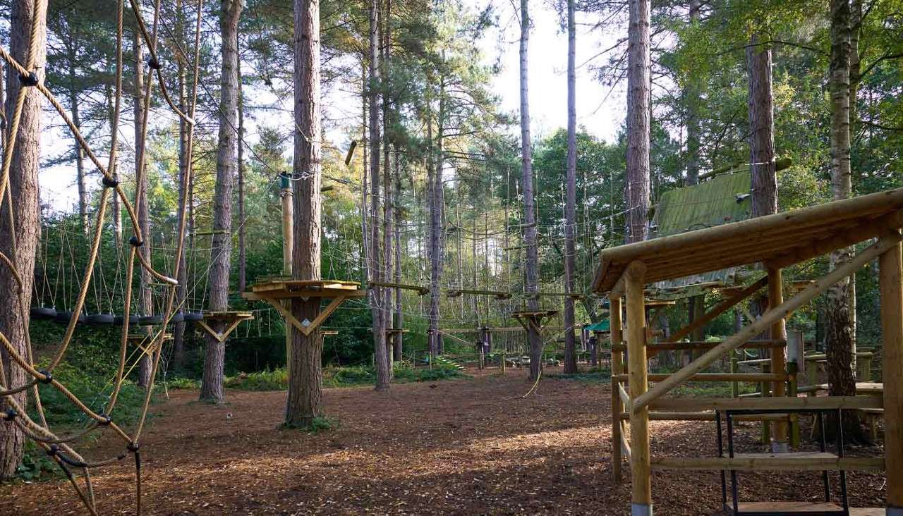 Rope bridges and wooden platforms connect between tall pine trees, forming an elevated adventure course in a forest; ground covered with mulch; empty staging area with benches to the right.