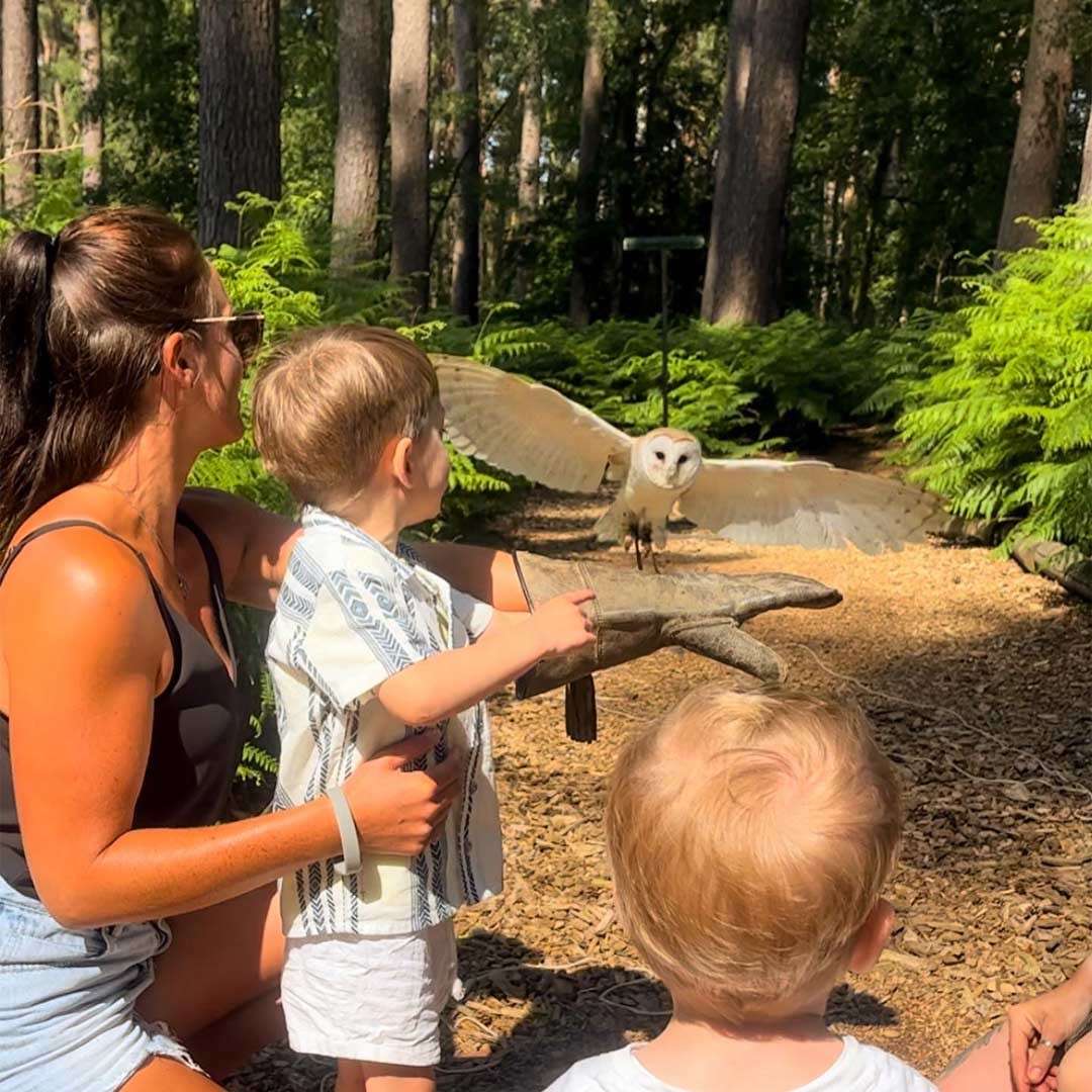 Young boys looking at an owl with spread wings.