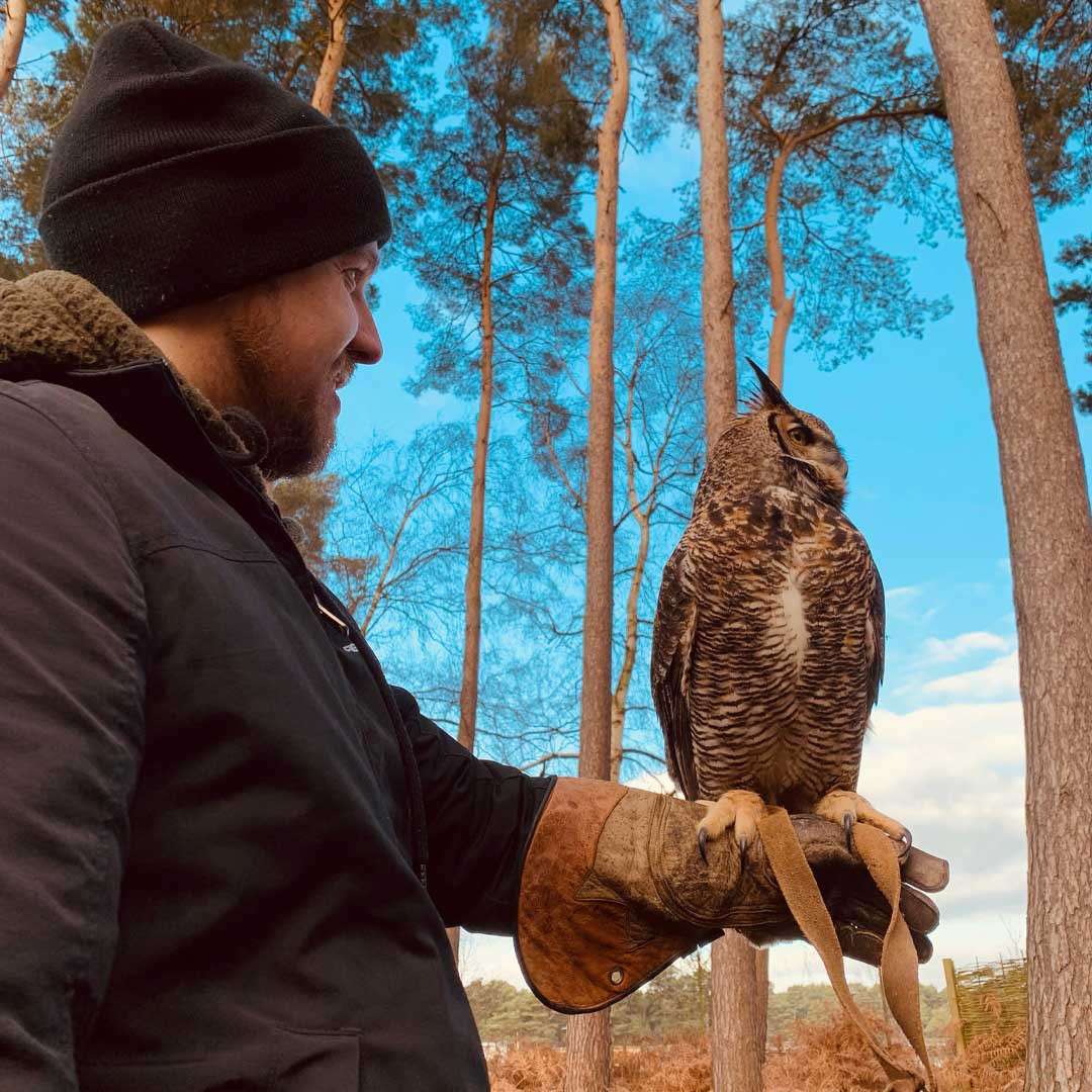 A horned owl perches calmly on a falconry glove, gazing sideways; a bundled person watches beside it amid tall pine trees, dry undergrowth, and a bright blue sky.