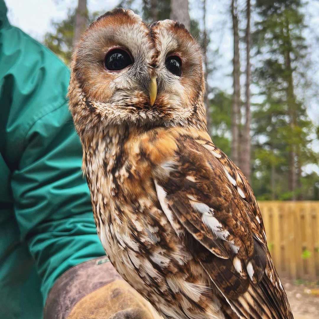 Boy holding a baby owl