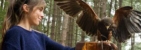 Hawk spreads wings while perching on a gloved hand, fed by a smiling child. Tall pine forest surrounds them, suggesting a falconry demonstration or training outdoors.