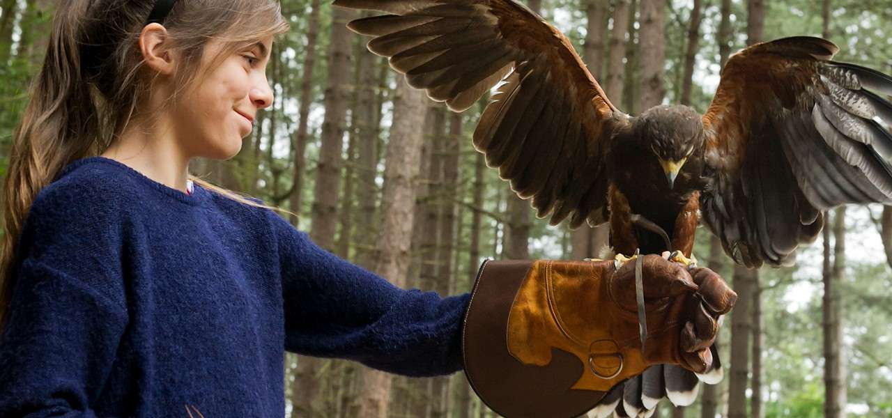 Bird of prey perches with wings spread on a gloved hand, talons gripping leather jesses, as a smiling child holds steady in a pine forest during a falconry demonstration.