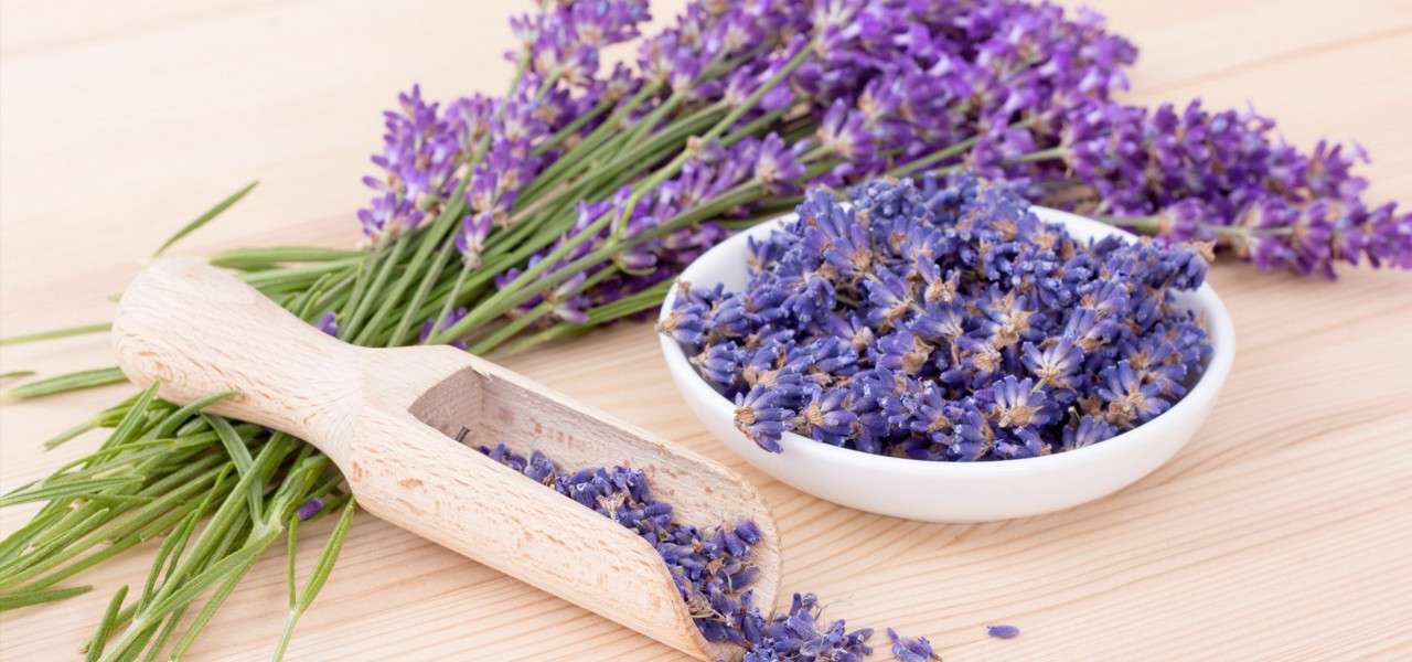 Lavender buds spill from a wooden scoop into a white bowl, surrounded by fresh lavender sprigs on a light wooden table.