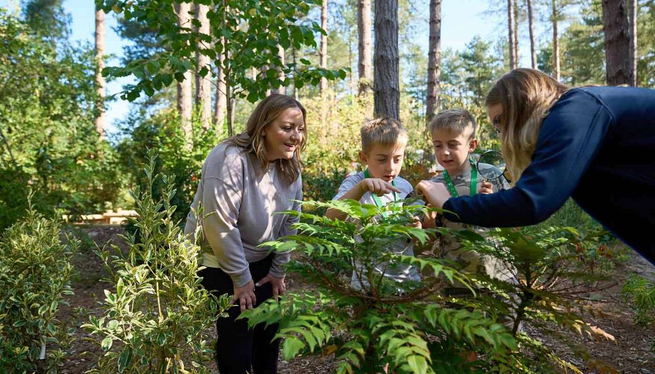 Children examine a small shrub with magnifying glasses while two adults supervise, leaning in. Sunlit woodland surrounds them, with tall pines, leafy undergrowth, and a dirt path.