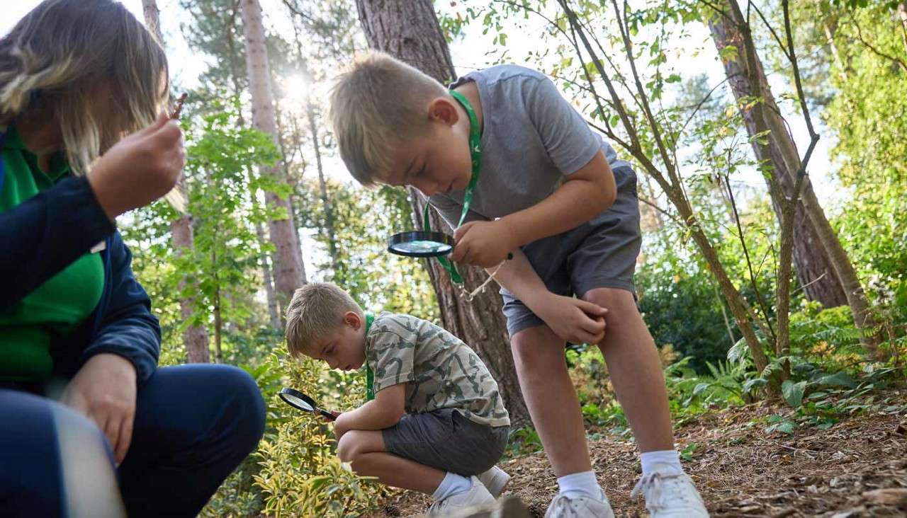 Children with magnifying glasses crouch and inspect leaves and soil, while an adult watches nearby, in a sunlit forest clearing with tall trees, shrubs, and a dirt path.