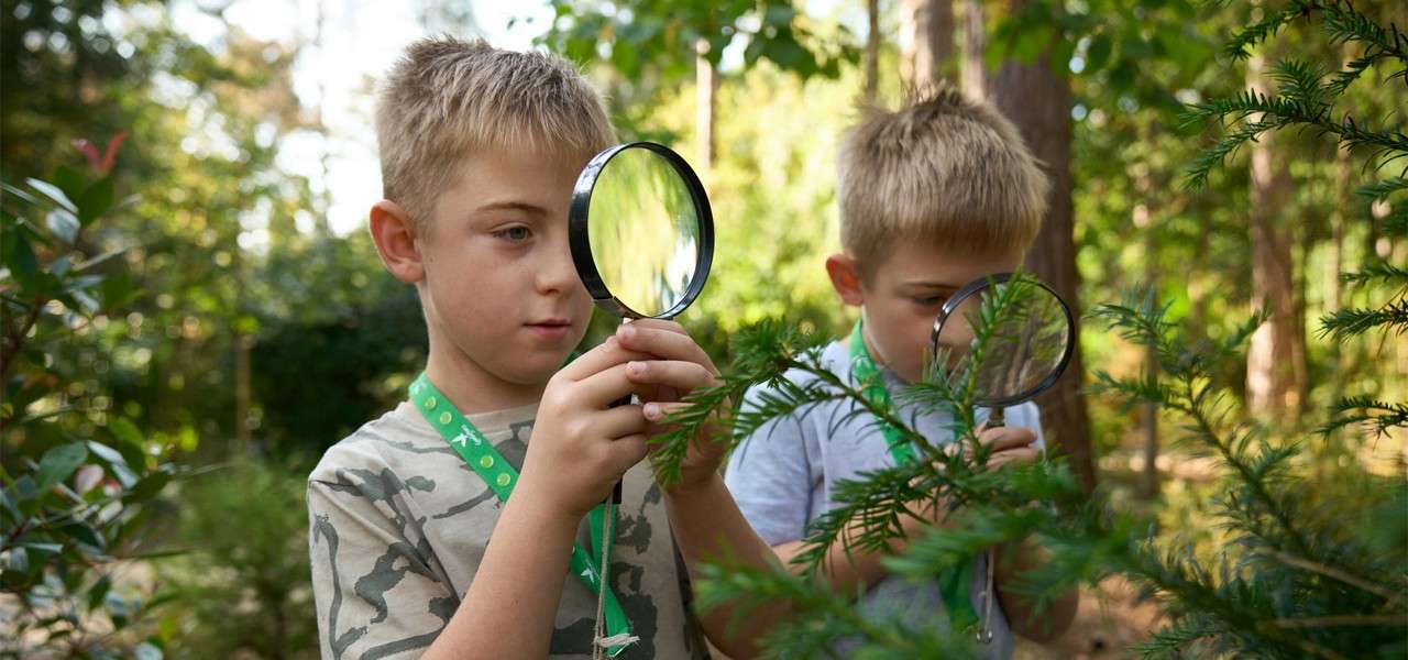 Two children hold magnifying glasses, closely inspecting evergreen branches in a sunlit wooded garden.