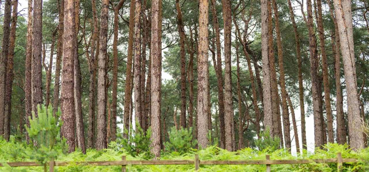 Trees and woodland. 