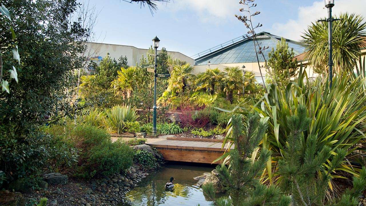 A duck swims in a narrow stream, passing under a small wooden bridge, surrounded by lush gardens with palms and shrubs, lampposts, and a glass-roofed building in the background.