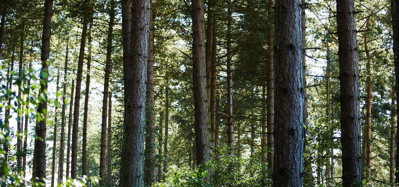 Sunlight shining between trees in the forest