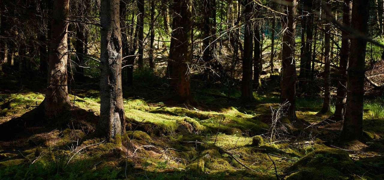 Tree trunks and moss in the forest