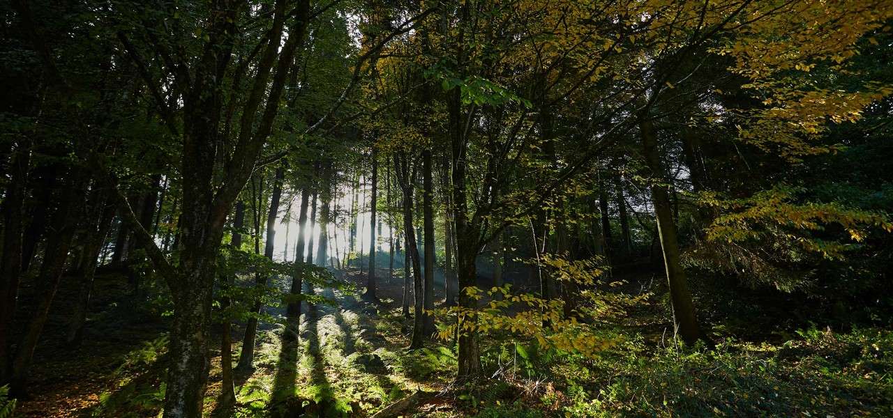 Forest image with sun shining through the trees